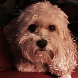 Meet your Posher, Joy